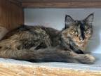 Adopt Beyond a Tortoiseshell Domestic Mediumhair / Mixed cat in Colorado