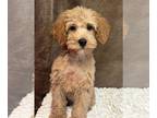 Poodle (Toy) PUPPY FOR SALE ADN-790588 - Girl toy poodle