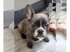 French Bulldog PUPPY FOR SALE ADN-790589 - Fenchie SuperStar BLUE Girl