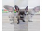 French Bulldog PUPPY FOR SALE ADN-790590 - FANTASTIC BLUE GIRL SMALL AND CUTE