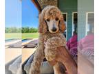 Poodle (Standard) PUPPY FOR SALE ADN-790592 - Standard Poodle Puppies