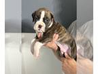Boxer PUPPY FOR SALE ADN-790594 - Litter of 5
