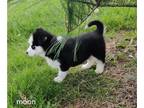 Siberian Husky PUPPY FOR SALE ADN-790597 - Siberian Husky Puppies