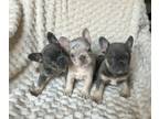 French Bulldog PUPPY FOR SALE ADN-790598 - AKC Frenchie Puppies
