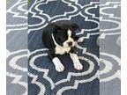 Boston Terrier PUPPY FOR SALE ADN-790600 - Adorable CKC registered Boston