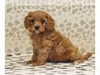 Cavapoo PUPPY FOR SALE ADN-790602 - Vince