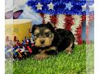 Yorkshire Terrier PUPPY FOR SALE ADN-790604 - AKC Tcup Tina