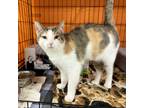 Adopt Cate a Calico or Dilute Calico Domestic Shorthair (short coat) cat in