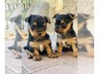 Yorkshire Terrier PUPPY FOR SALE ADN-790611 - Female Puppies