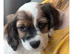 Chilier PUPPY FOR SALE ADN-790612 - chihuahua cavalier