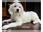 Pyredoodle PUPPY FOR SALE ADN-790616 - Beautiful white and beige female