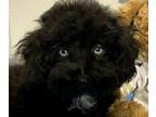 Schnoodle (Miniature) PUPPY FOR SALE ADN-790618 - Meet Hogan the Schnoodle with