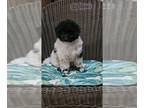 Poodle (Toy) PUPPY FOR SALE ADN-790627 - Female toy poodle