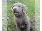 Labrador Retriever PUPPY FOR SALE ADN-790629 - AKC Lab puppies