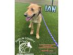 Adopt IAN a Tan/Yellow/Fawn Labrador Retriever / Mixed dog in Kenansville