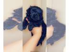 Morkie-Poodle (Toy) Mix PUPPY FOR SALE ADN-790637 - Hypoallergenic