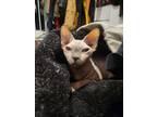 Adopt Nikiya a Gray or Blue Sphynx / Mixed (hairless coat) cat in Buffalo