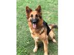 Adopt Kaisa a Black - with Tan, Yellow or Fawn German Shepherd Dog / Mixed dog