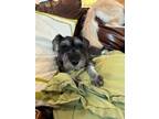 Adopt Louise - In Foster a Schnauzer, Mixed Breed