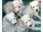 Poodle (Standard) PUPPY FOR SALE ADN-790659 - Standard Poodle white cream