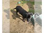 Labrador Retriever DOG FOR ADOPTION ADN-790401 - 5 Month Old Lab Puppy