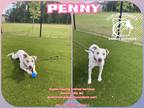 Adopt PENNY a White Mixed Breed (Medium) / Labrador Retriever / Mixed dog in