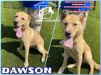 Adopt DAWSON a Tan/Yellow/Fawn - with Black Labrador Retriever / Mixed dog in