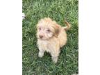 Adopt Ronda Rousey a Brown/Chocolate - with Tan Jack Russell Terrier dog in