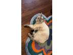 Adopt Freyja a Cream or Ivory Domestic Shorthair / Mixed (short coat) cat in