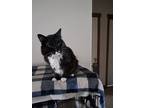 Adopt Paddy and Po Edwards a Black & White or Tuxedo Domestic Shorthair / Mixed