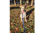 Adopt Jake a Brown/Chocolate - with White German Shepherd Dog / Mixed dog in