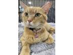 Adopt Hannah a Orange or Red Tabby Domestic Shorthair (short coat) cat in Panama