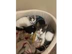 Adopt Luna and Marley a White (Mostly) American Shorthair / Mixed (medium coat)
