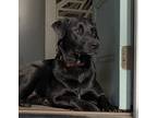Adopt Scout a Black Labrador Retriever / Husky / Mixed dog in Homewood