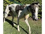 Adopt Frankie a Brindle Greyhound / Mixed dog in Los Angeles, CA (41484058)