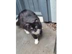 Adopt Rolo a Black & White or Tuxedo Maine Coon / Mixed (long coat) cat in