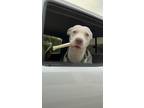 Adopt Chico a White Sheppit / Mixed dog in Chula Vista, CA (41483776)