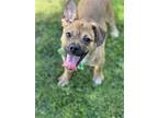 Adopt Blu a Beagle / Shepherd (Unknown Type) / Mixed dog in Phoenix