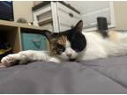 Adopt Cali a Calico or Dilute Calico Calico / Mixed (short coat) cat in Long