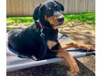 Adopt Cora a Black - with Tan, Yellow or Fawn Springer Spaniel / Rottweiler /