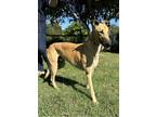 Adopt Jocko a Tan/Yellow/Fawn Greyhound / Mixed dog in Los Angeles