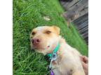 Adopt Tanner a Tricolor (Tan/Brown & Black & White) Cattle Dog / Mixed Breed