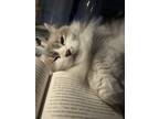 Adopt Willow a White (Mostly) Ragdoll / Mixed (long coat) cat in Cypress