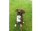 Adopt Tank KA a Brindle - with White Terrier (Unknown Type