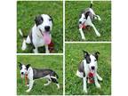 Adopt Bodhi a White - with Black Mixed Breed (Medium) / Mixed dog in Lexington