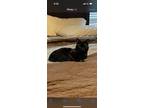 Adopt Stormy a All Black Domestic Shorthair / Mixed (short coat) cat in