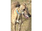 Adopt Borz a Brindle Greyhound / Mixed dog in Los Angeles, CA (41483698)