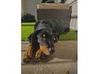 Adopt Bear a Black - with Tan, Yellow or Fawn Catahoula Leopard Dog / Rottweiler