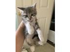 Adopt Baby boy a Gray or Blue (Mostly) Domestic Shorthair / Mixed (short coat)