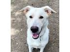 Adopt Gunner a Mixed Breed (Medium) / Mixed dog in Spokane Valley, WA (41483676)